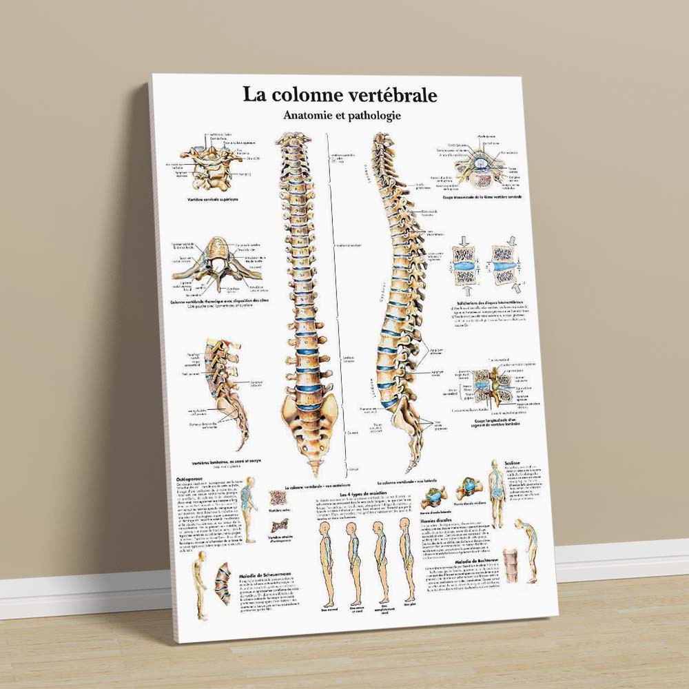 Médic Facebook ad: vous trouverez plus de 400 planche anatomie