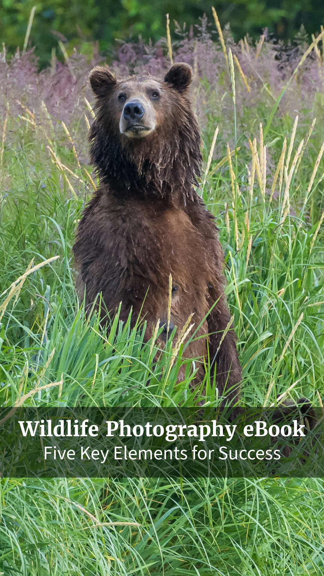 Akari Photo Tours Facebook ad: Free eBook - Wildlife Photography