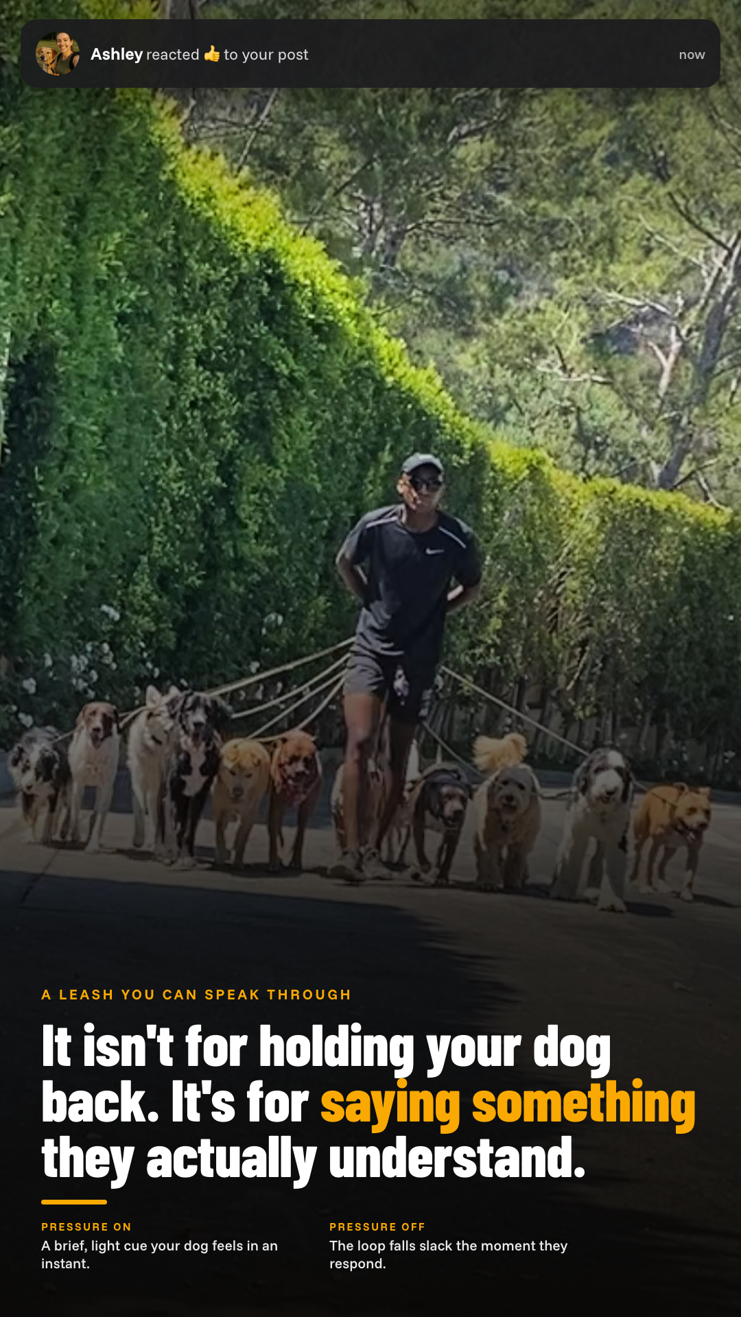 Mountain Dog Products Facebook ad