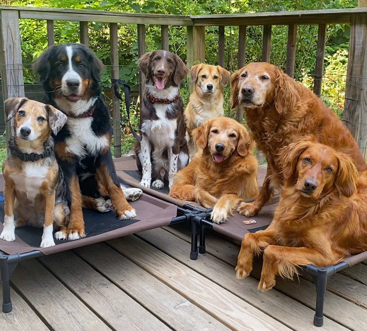 Lucky Dog Training Asheville Facebook ad: DOG OF YOUR DREAMS