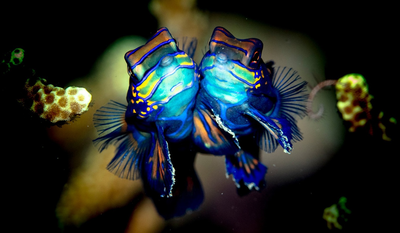 Easy Diving and Beach Resort Facebook ad: ¬ Summer Special 2026, Dive More, Stay Longer!