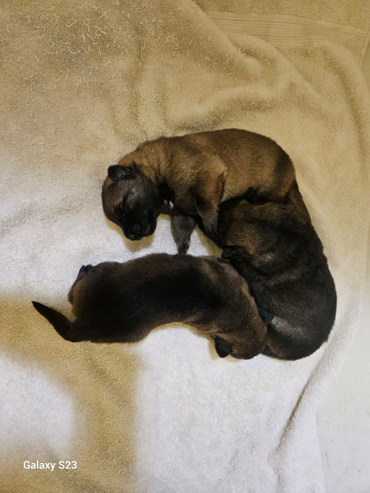 Hirten Bray Hugel, #German Shepherd Dogs Facebook ad: NOW ACCEPTING DEPOSITS: Calypso x Electra