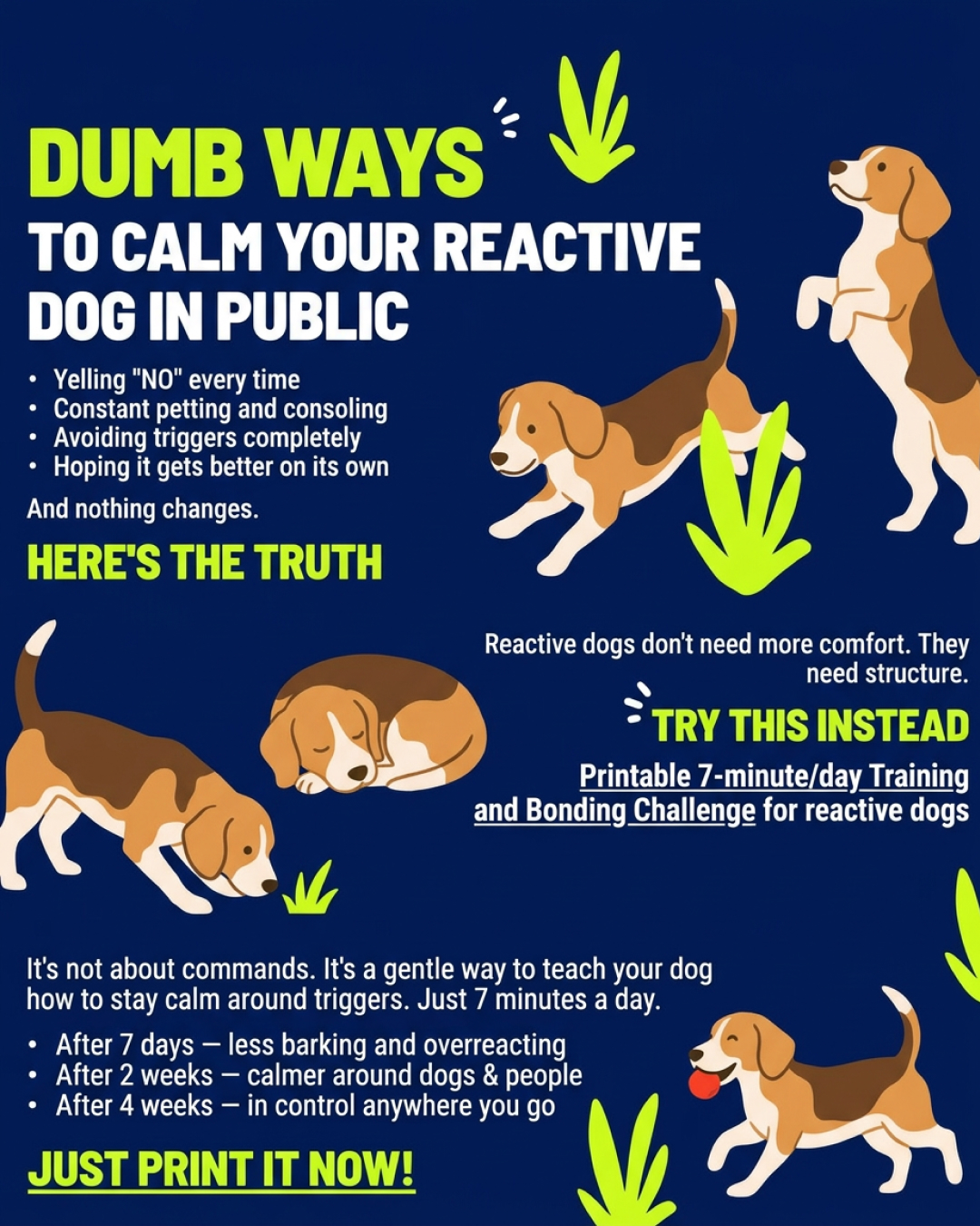 1st Dog Training Club Facebook ad