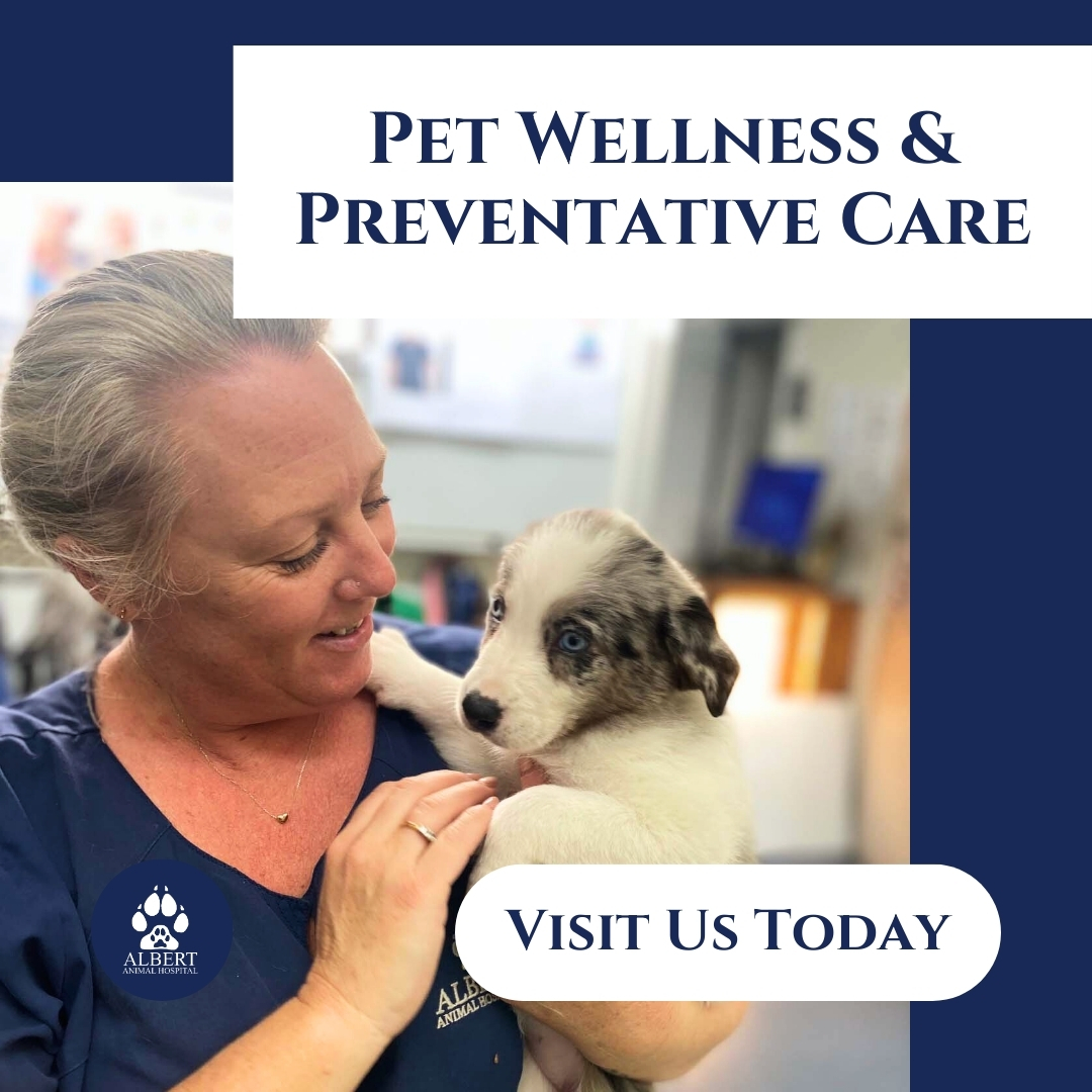 Albert Animal Hospital Facebook ad: We’ve been caring for local pets in Springwood…