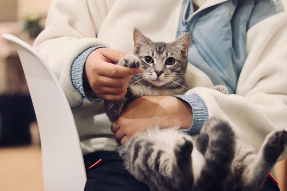Stonegate Animal Hospital Facebook ad: Stonegate Animal Hospital in Guelph