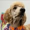 Georgia Grooming Spa and Training Center