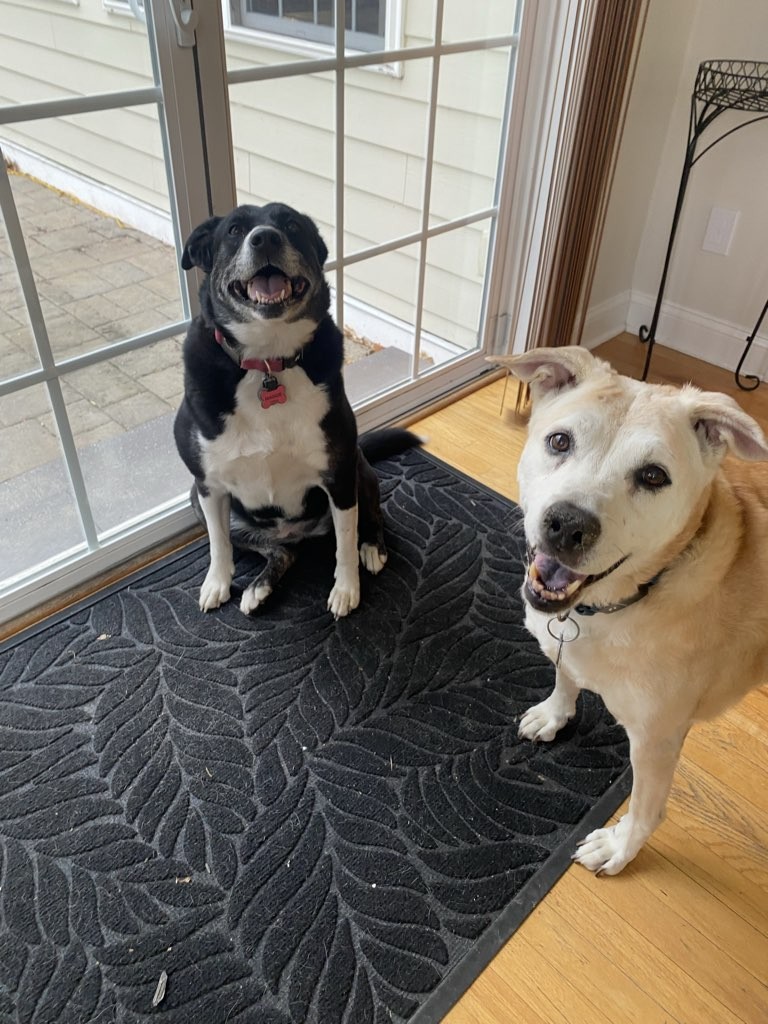 Five Paws of Delaware County Facebook ad: Pet Sitter & Dog Walker Jobs in Delaware County, PA | Five…