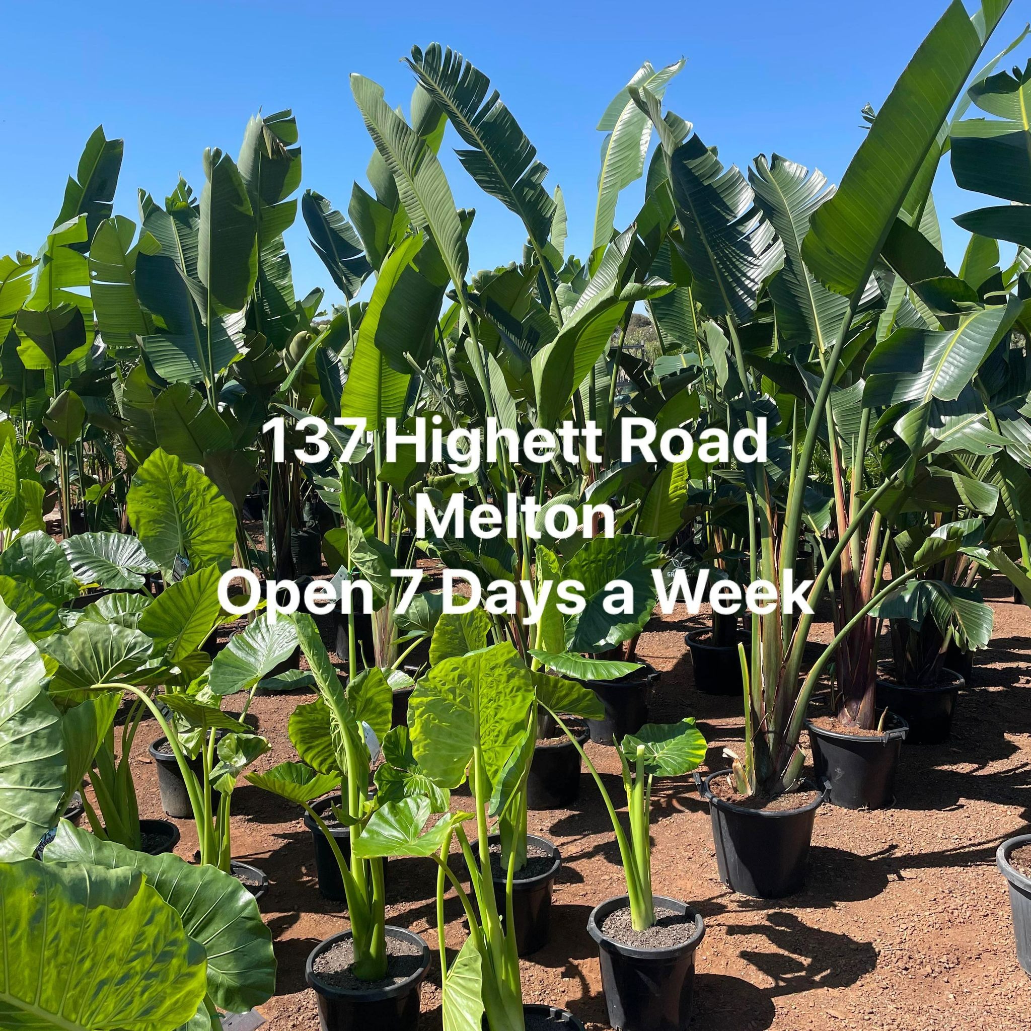 True Green Nursery Facebook ad