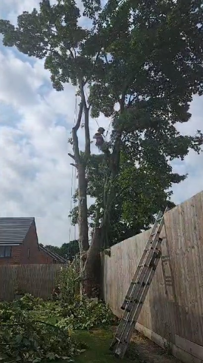 East Riding Tree Care Facebook ad: HURRY! 20% OFF + FREE CLEAN-UP AND DEBRIS REMOVAL!