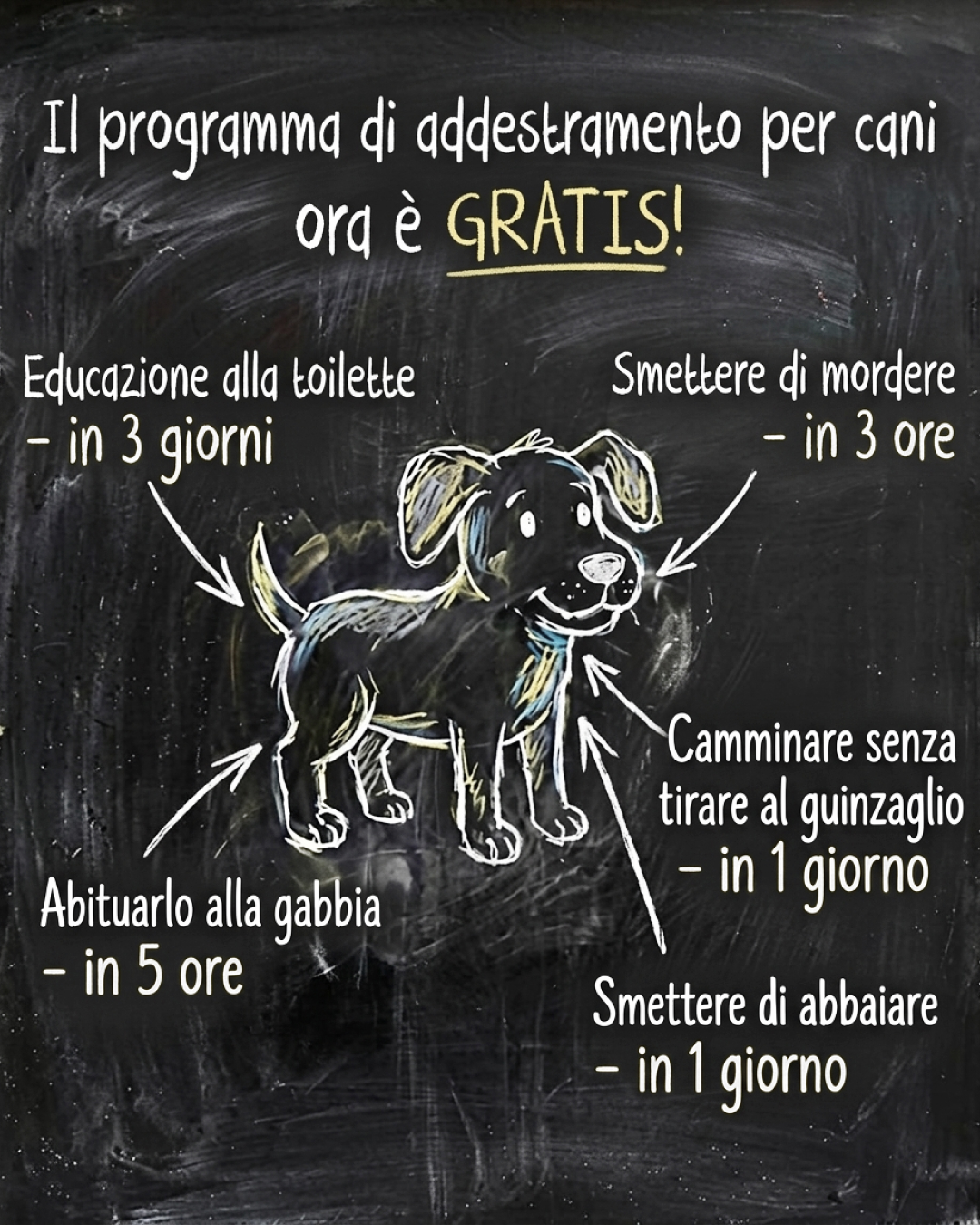 Ben Your Puppy Trainer Facebook ad