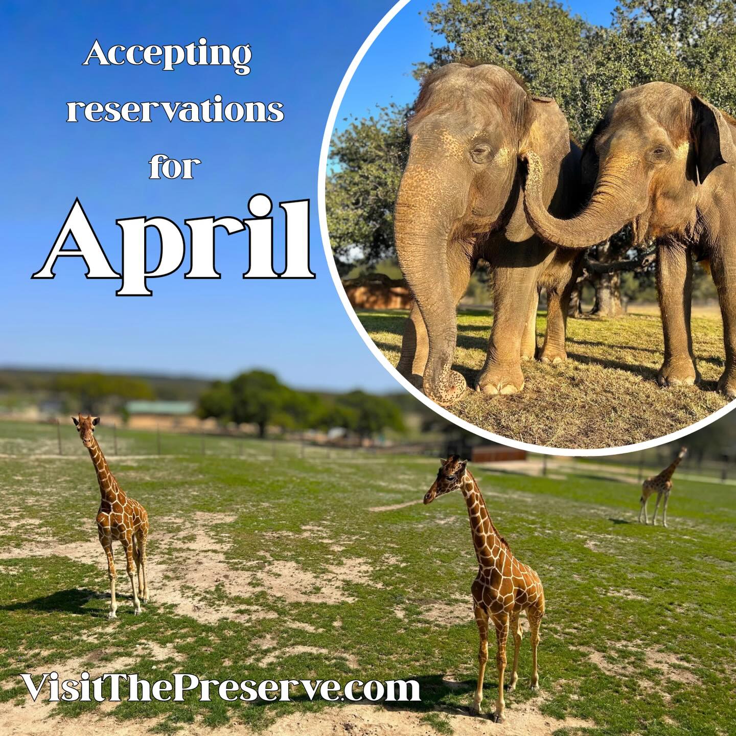 Visit The Preserve Facebook ad: The Preserve - Fredericksburg, Texas - Exotic Animals