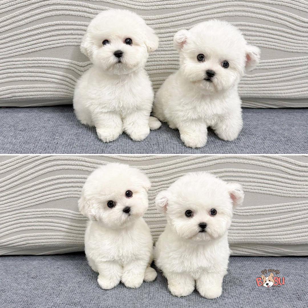 BuBu Pet Store 2 Facebook ad: សូមស្វាគមន៍មកកាន់ BuBu Pet Store