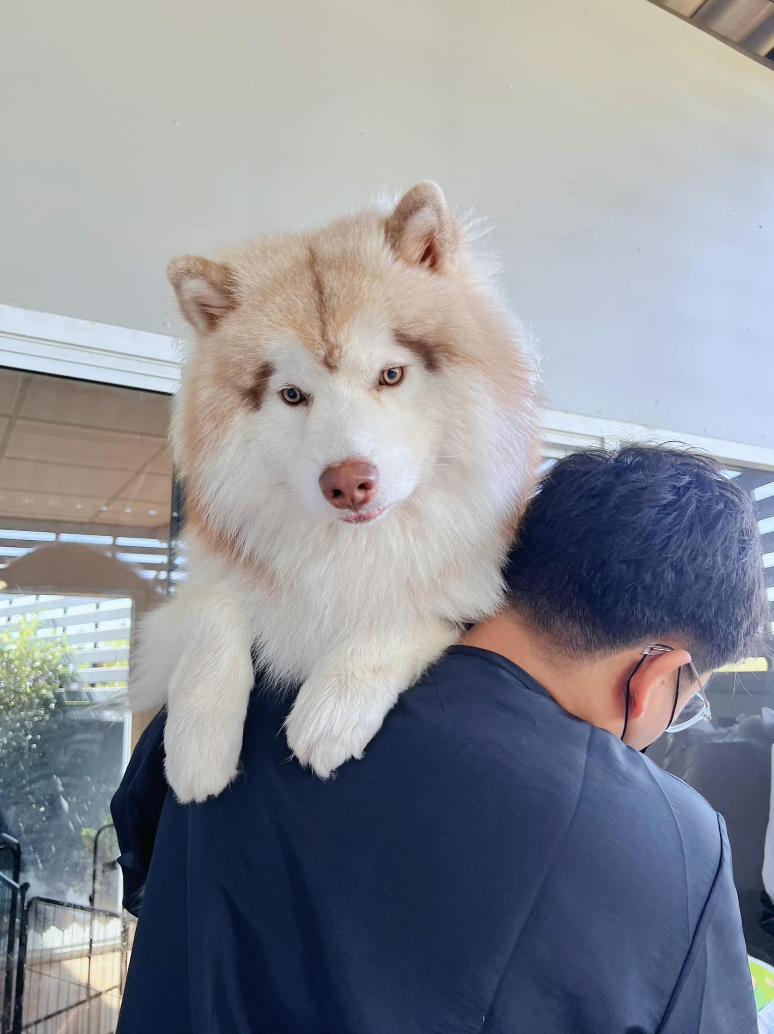 อาบน้ำตัดขนสุนัขและแมว พิษณุโลก Modern Dog Grooming Facebook ad: อยู่ในใจเธอได้เปล่า