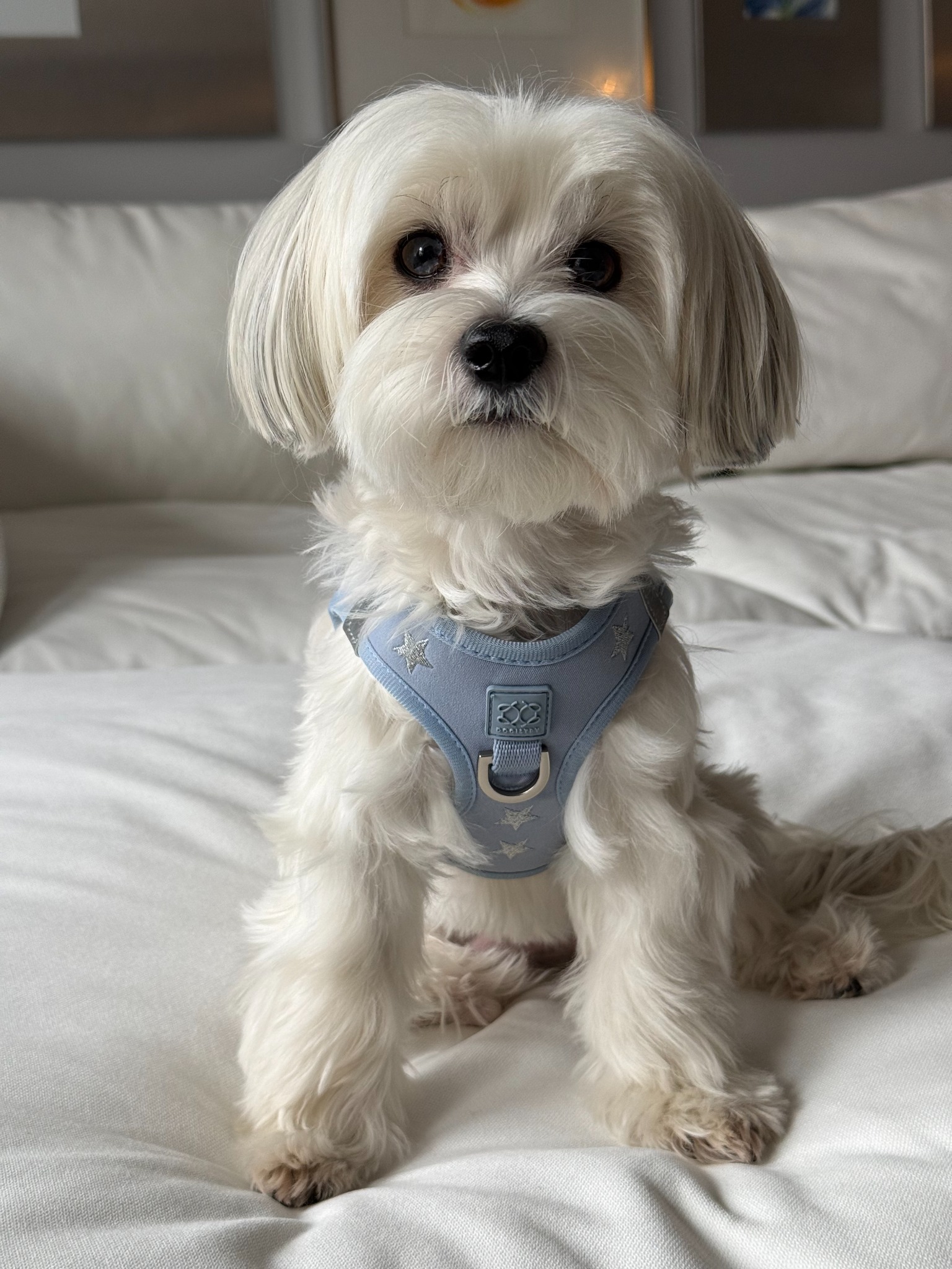 Dogistry Facebook ad