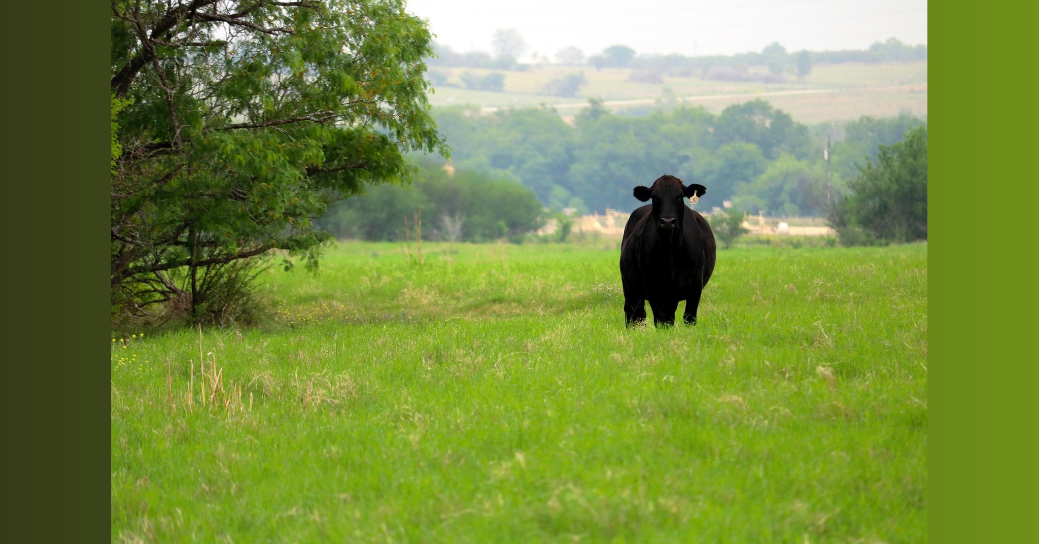 Cibolo Creek Cattle Company Facebook ad: Cibolo Creek Cattle Co.