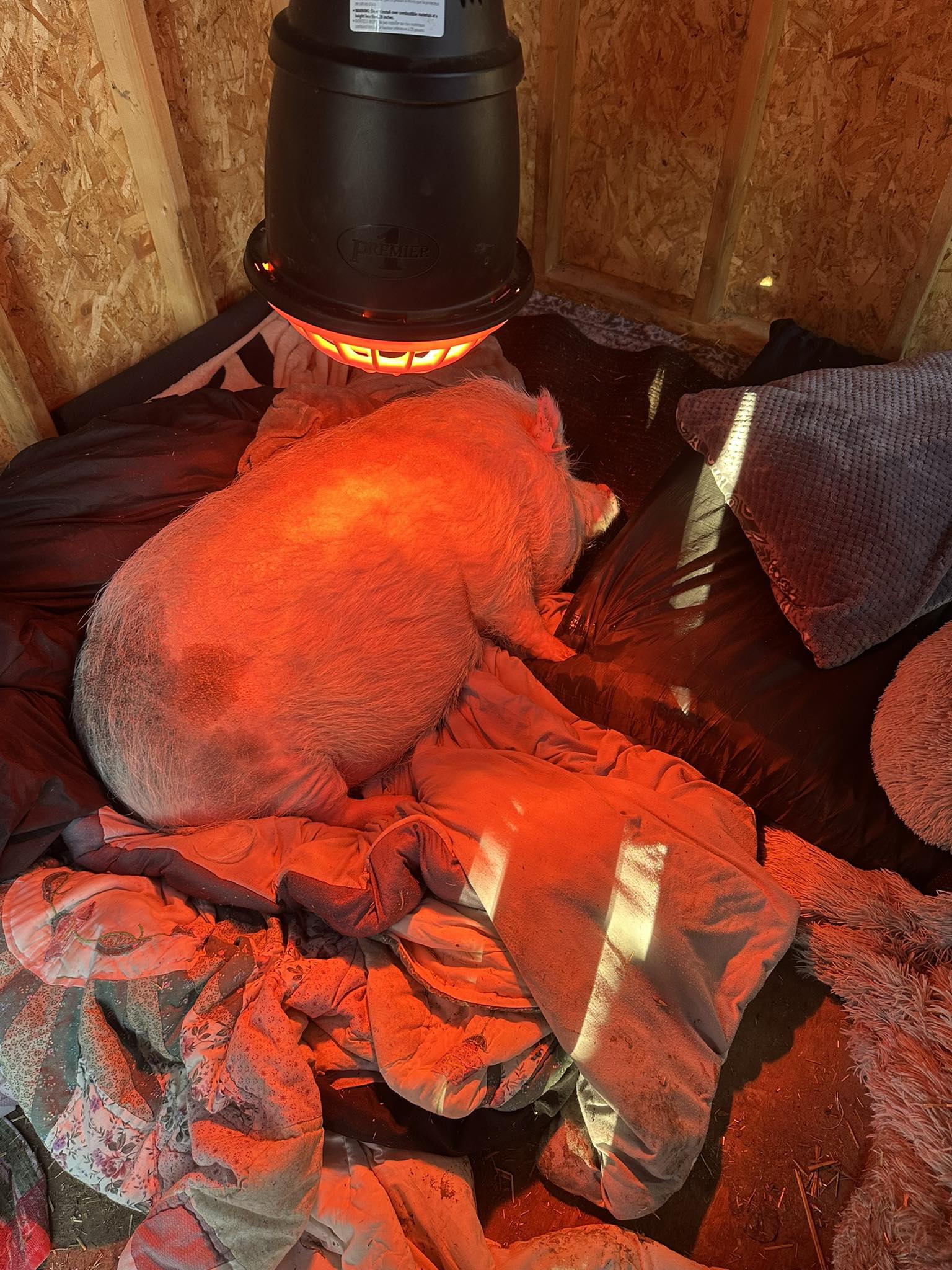 Oinking Acres Farm Rescue & Sanctuary Facebook ad: We were contacted by sweet Hazel’s momma back…