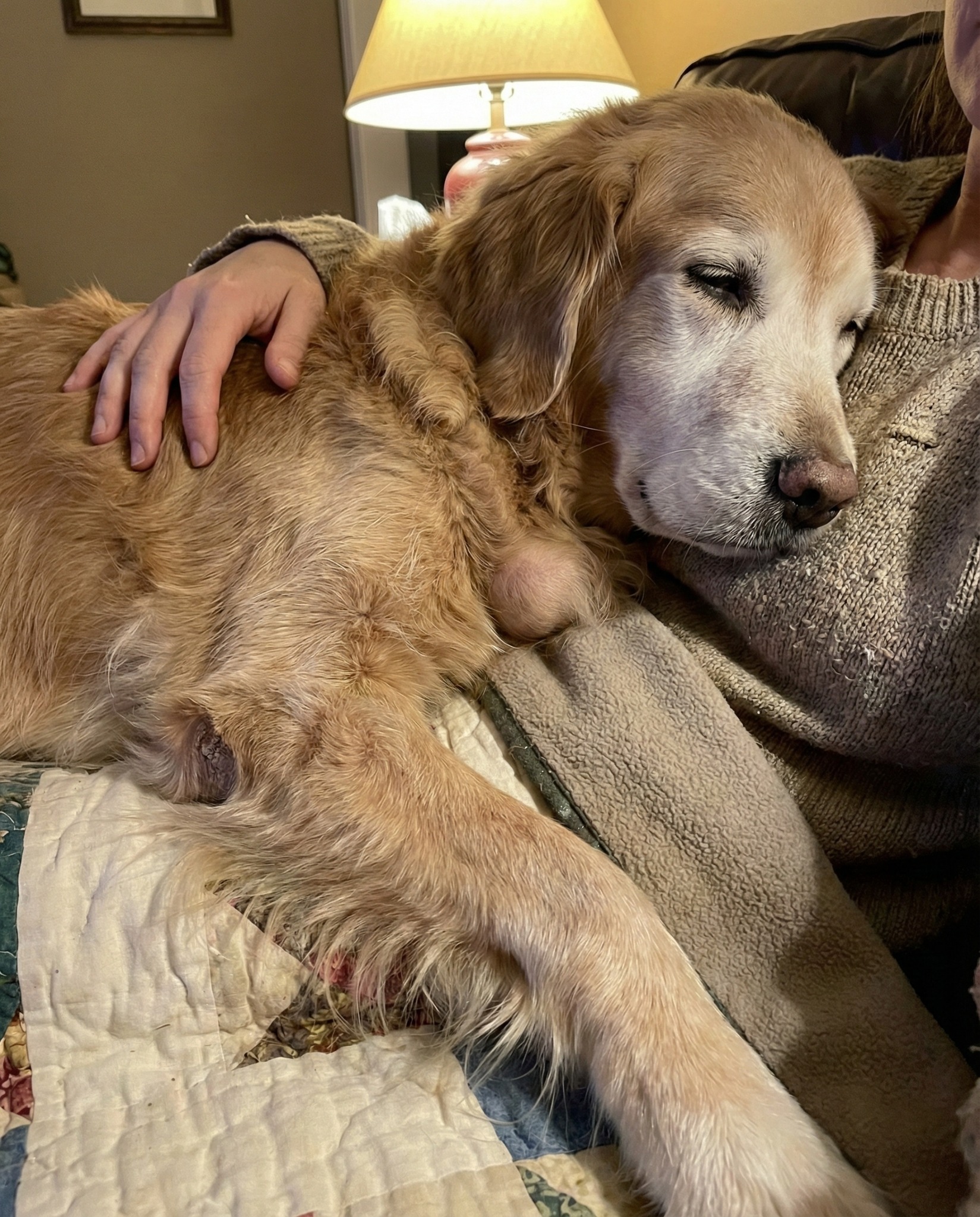 Dog Health Tips Facebook ad