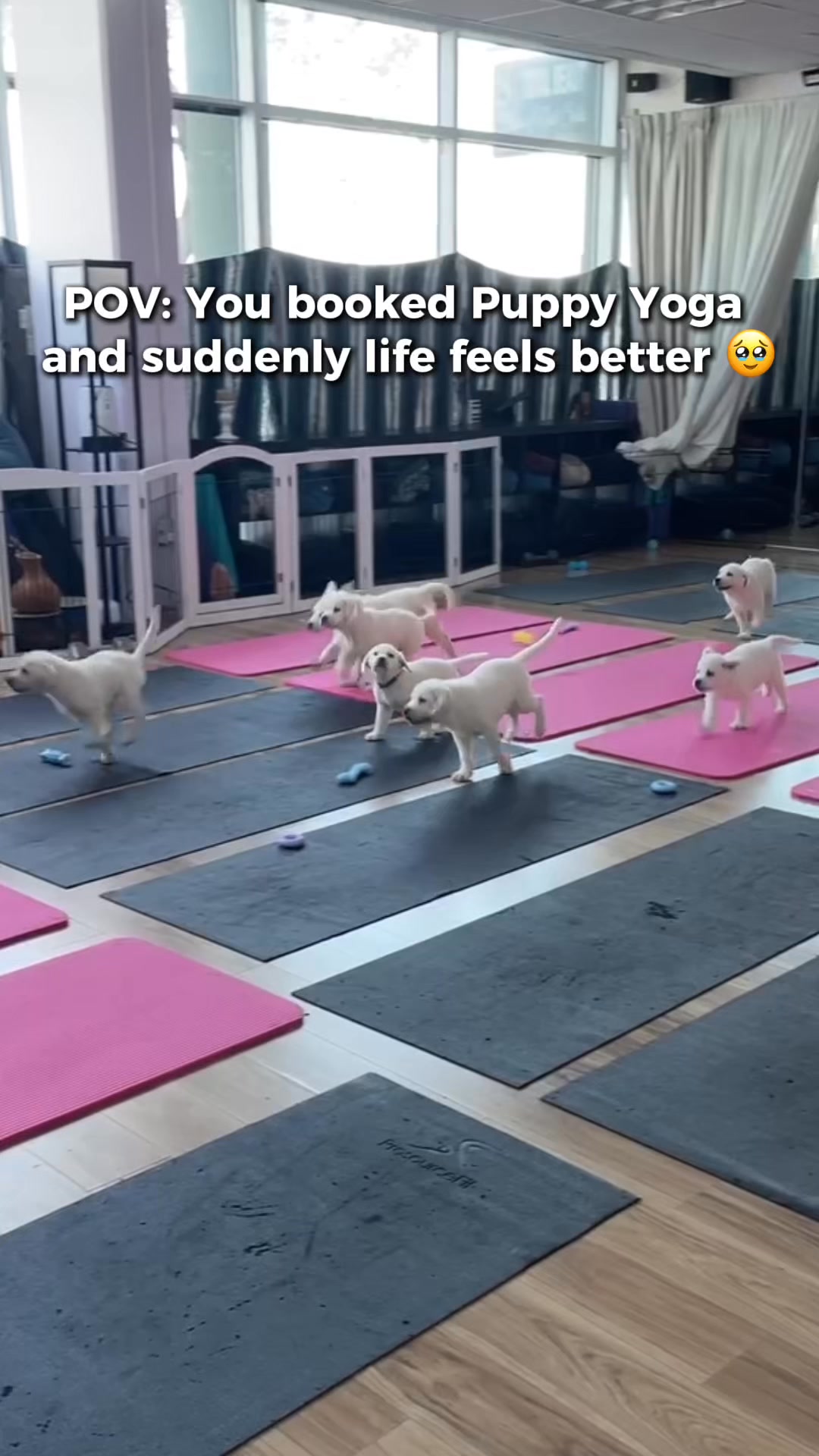 Puppies & Yoga Dallas Facebook ad: Book your class now!