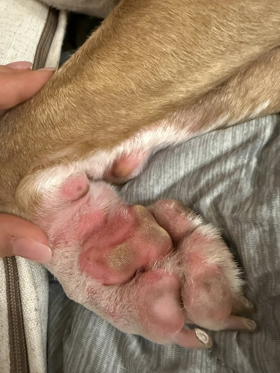 The Healthy Pet Parent Facebook ad