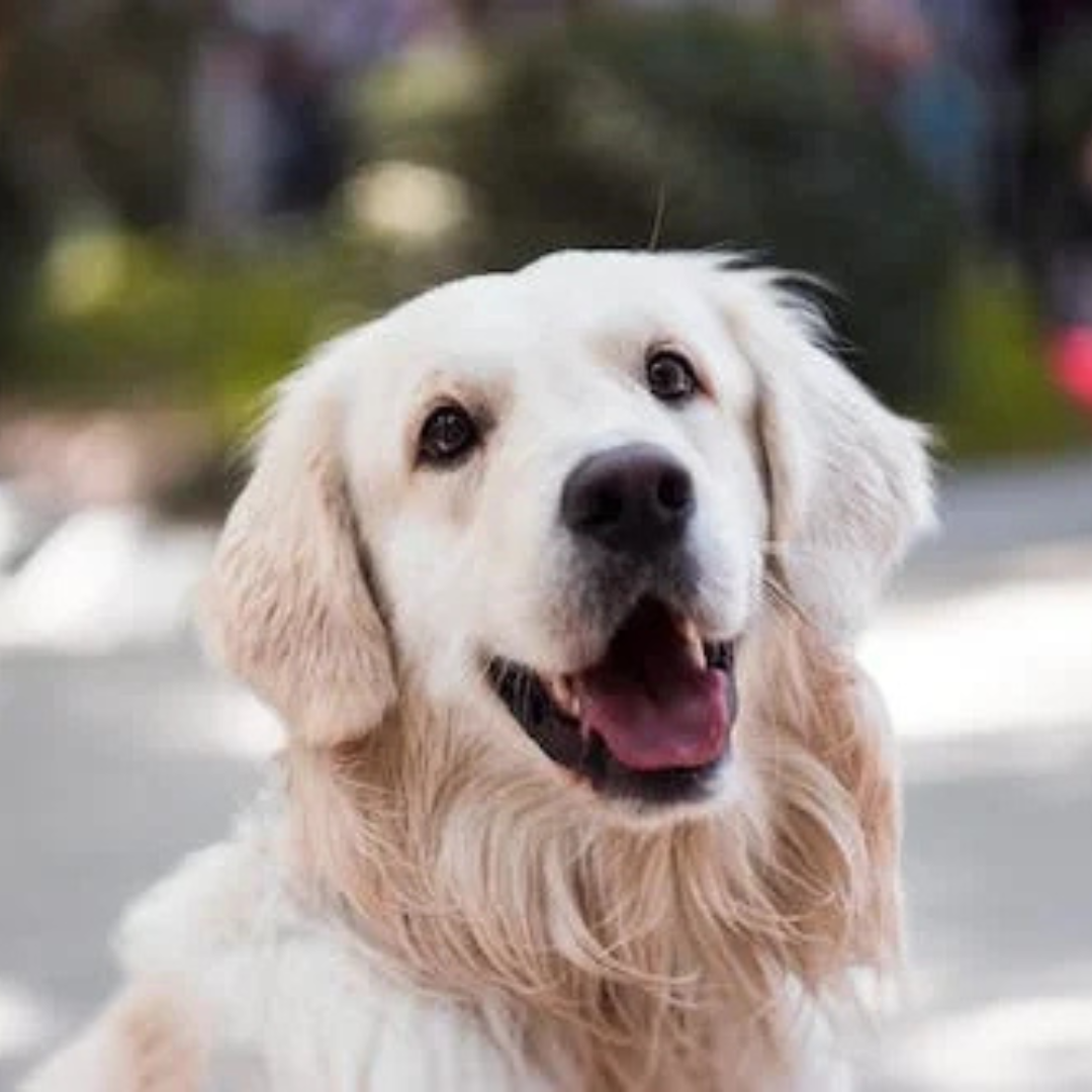 Nebu Melbourne - Boutique Facebook ad: Give this puppy a virtual hug by liking…