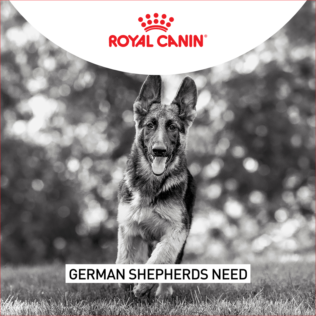 Royal Canin Facebook ad: Royal Canin Breed Health Nutrition formulas are precisely…
