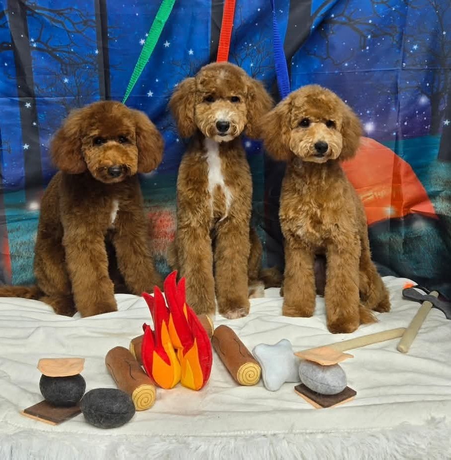 Allure Pet Salon Facebook ad