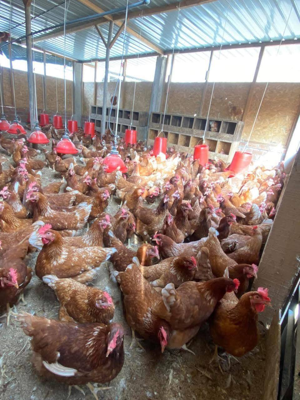 Avicola Huevos De Oro Facebook ad: Venta de Lotes o Paquetes de Gallinas Ponedoras…