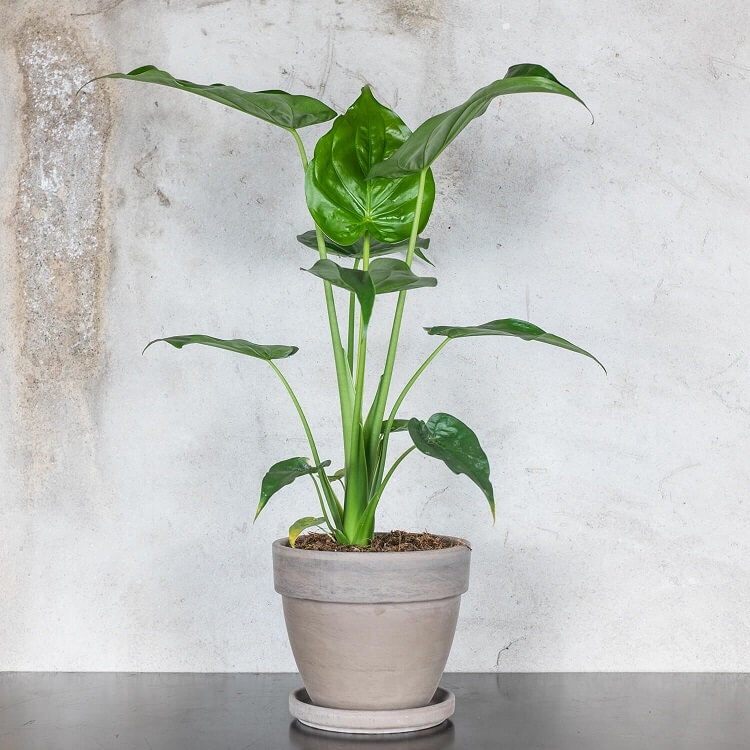 Tuincentrum.nl Facebook ad