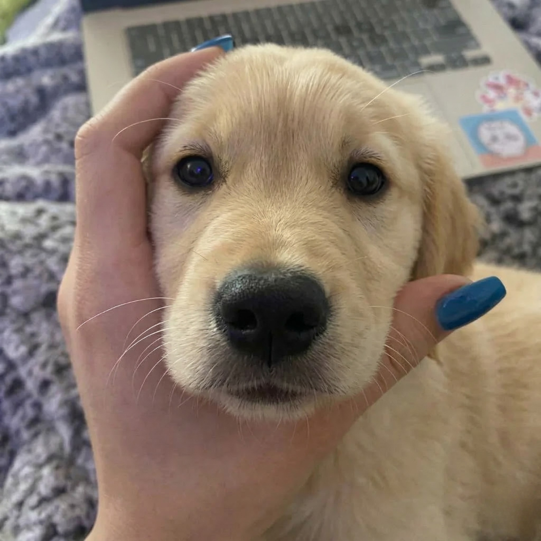 Healthy Dogs Insider Facebook ad: Read If You Love Your Dog