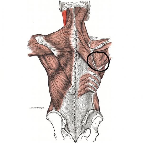 Ortho Magazin Facebook ad