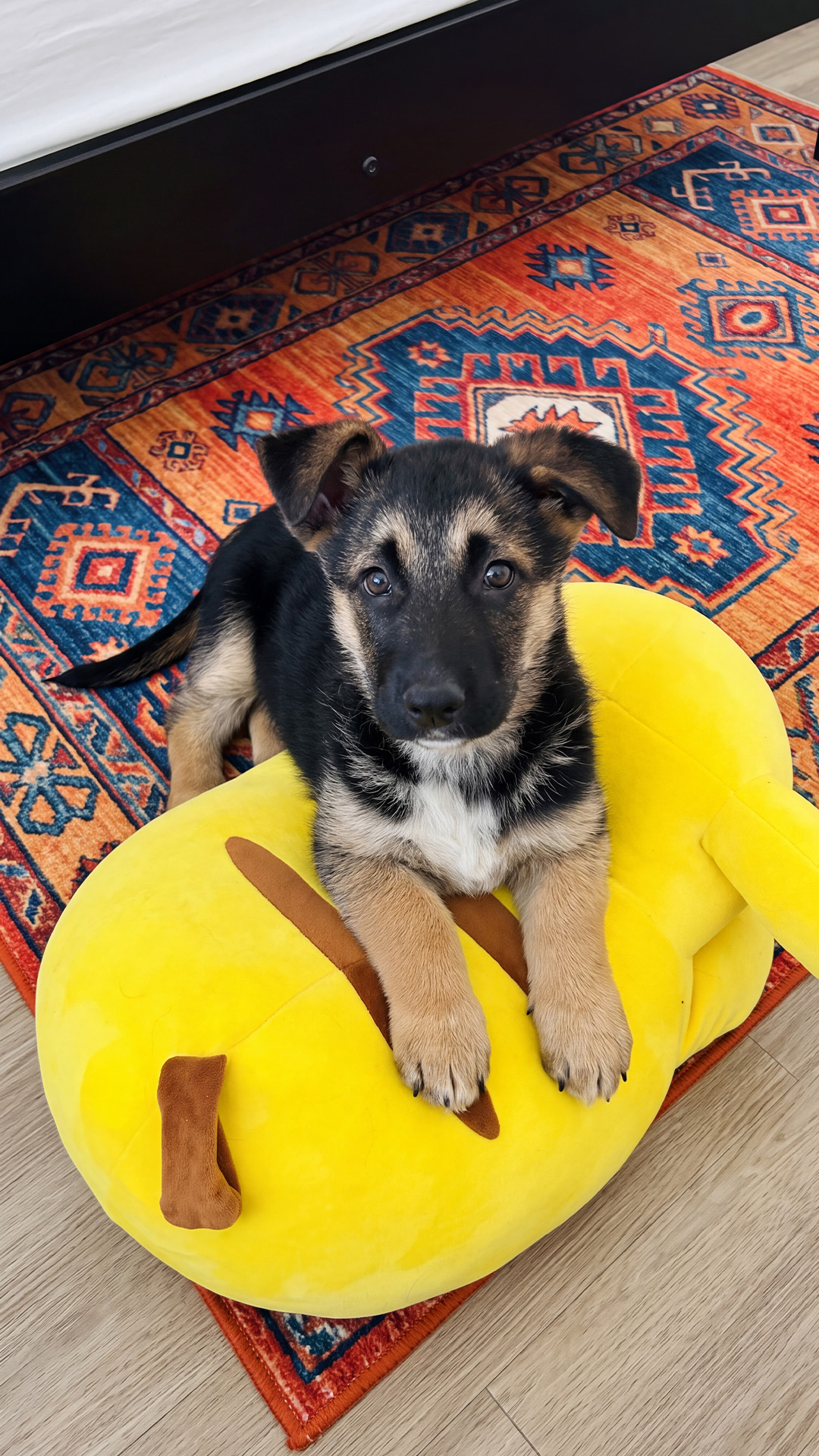Dog Arthritis Support Community Facebook ad: Supporting Pups During Growth