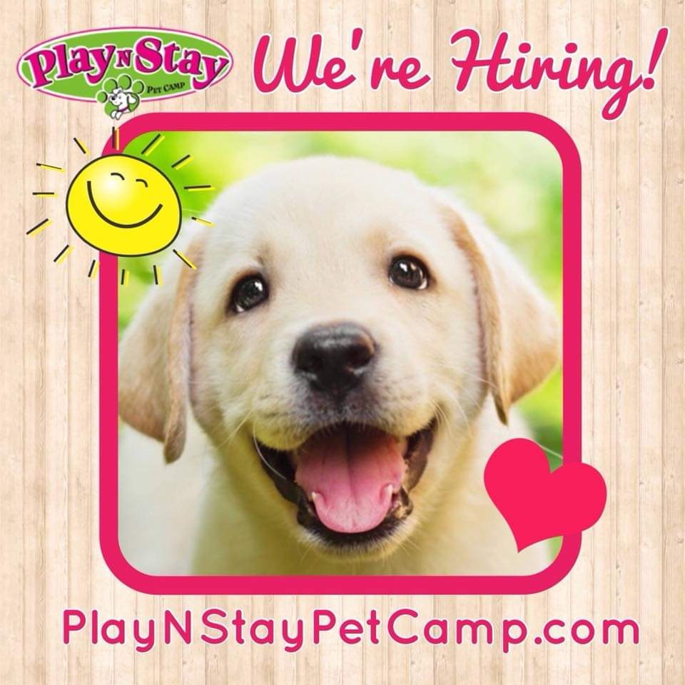 Play N Stay Pet Camp JOBS Facebook ad: HIRING: Pet Care Dream Job!