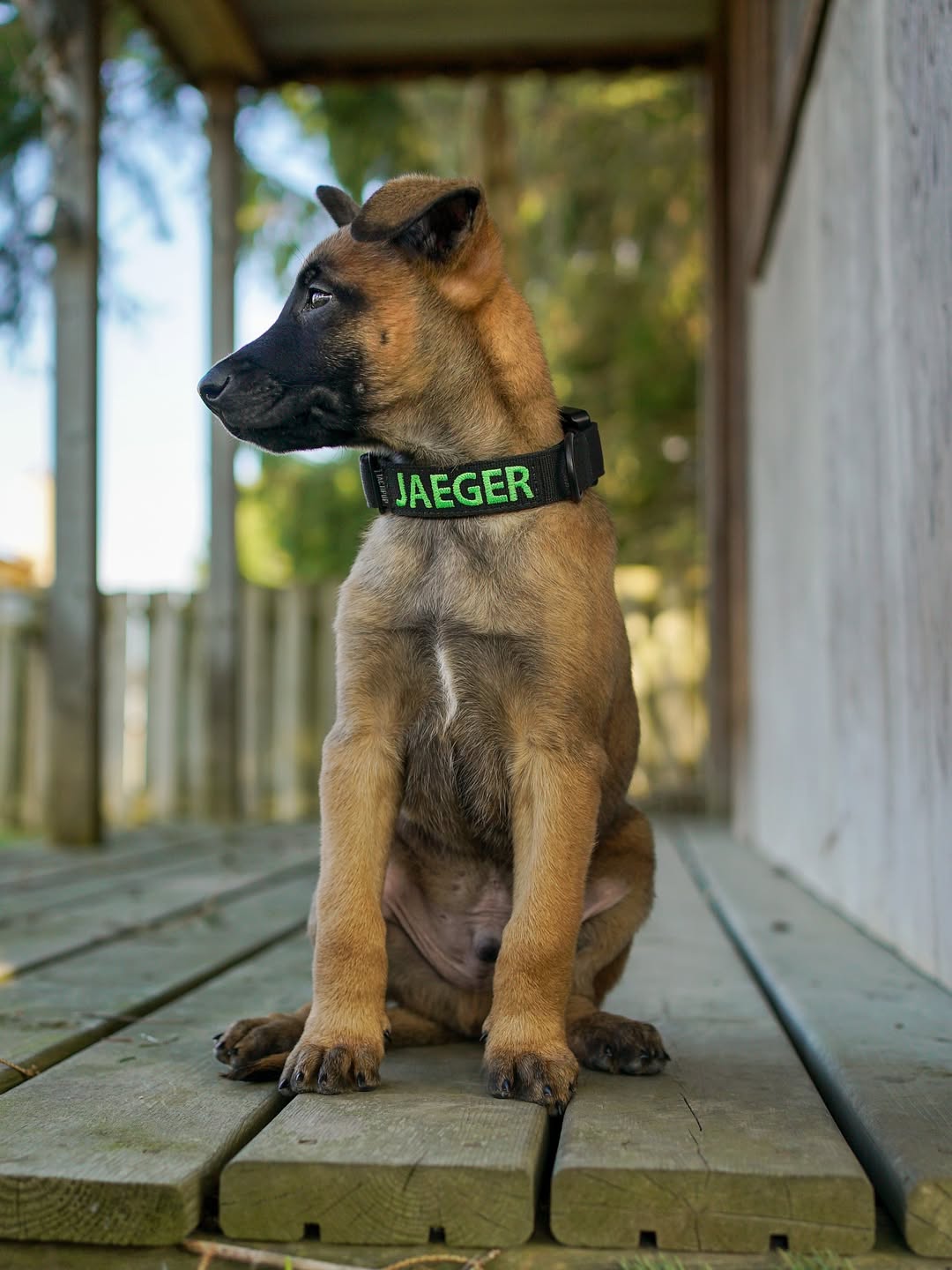 Tactipup Facebook ad: Personalized Collars Built to Last