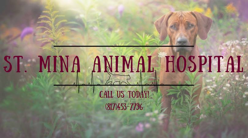 St. Mina Animal Hospital Facebook ad: St. Mina Animal Hospital provides exceptional care for…