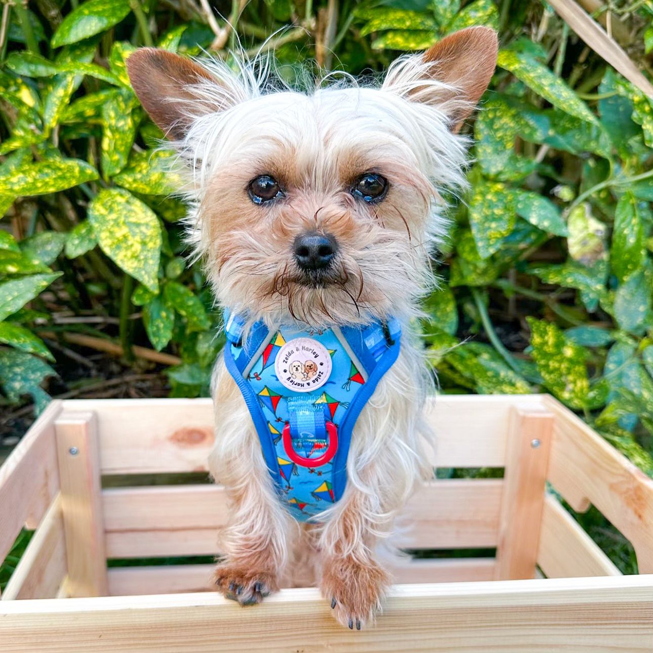 Zelda & Harley Facebook ad: Up Pup & Away! - Adventure No Pull Harness