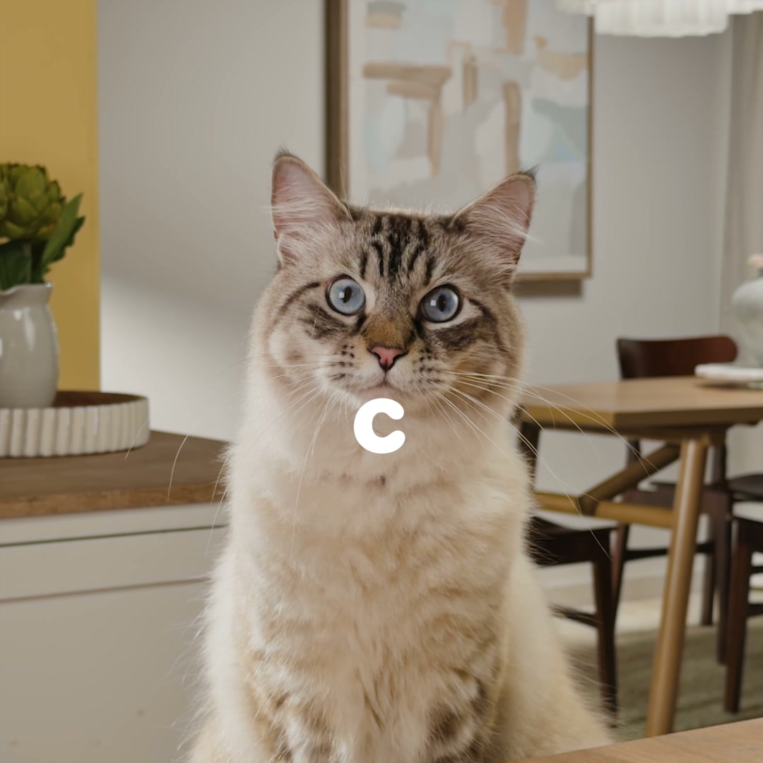 Chewy Facebook ad from Aug 10, 2026