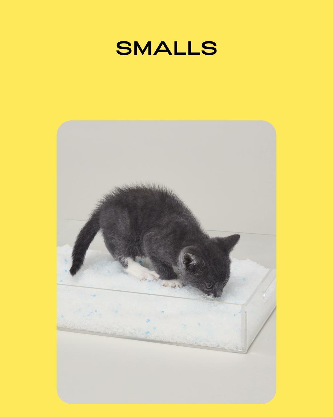 Smalls Facebook ad: Human-Grade Fresh Cat Food