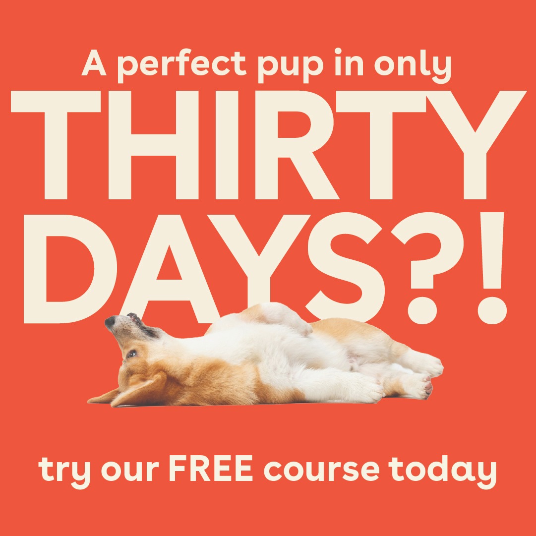 Pupford Facebook ad