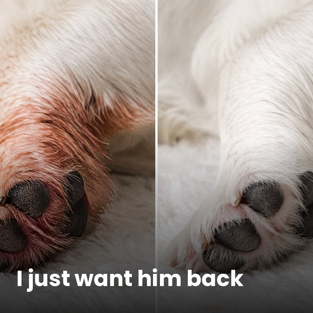 Amber Monroe Facebook ad: If your dog's allergies never end, read this