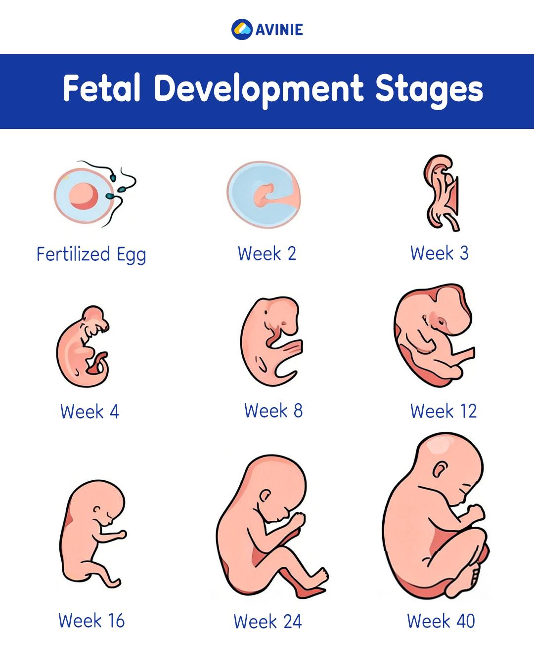 Avinie Philippines Facebook ad: Tracking Your Baby’s Fetal Development