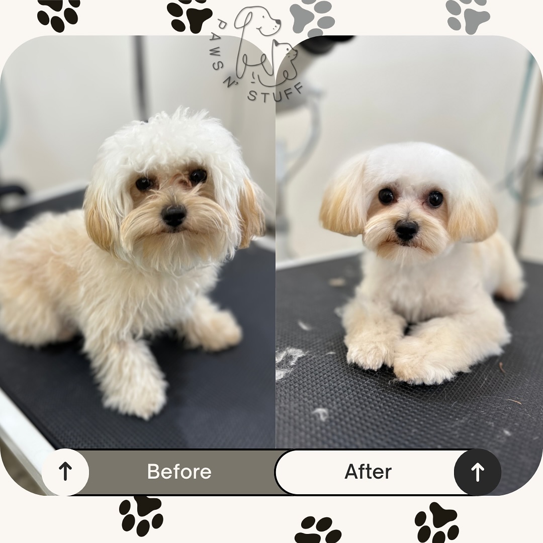 Paws N' Stuff Deer Park Facebook ad: Tip of the Day: Regular brushing at home…