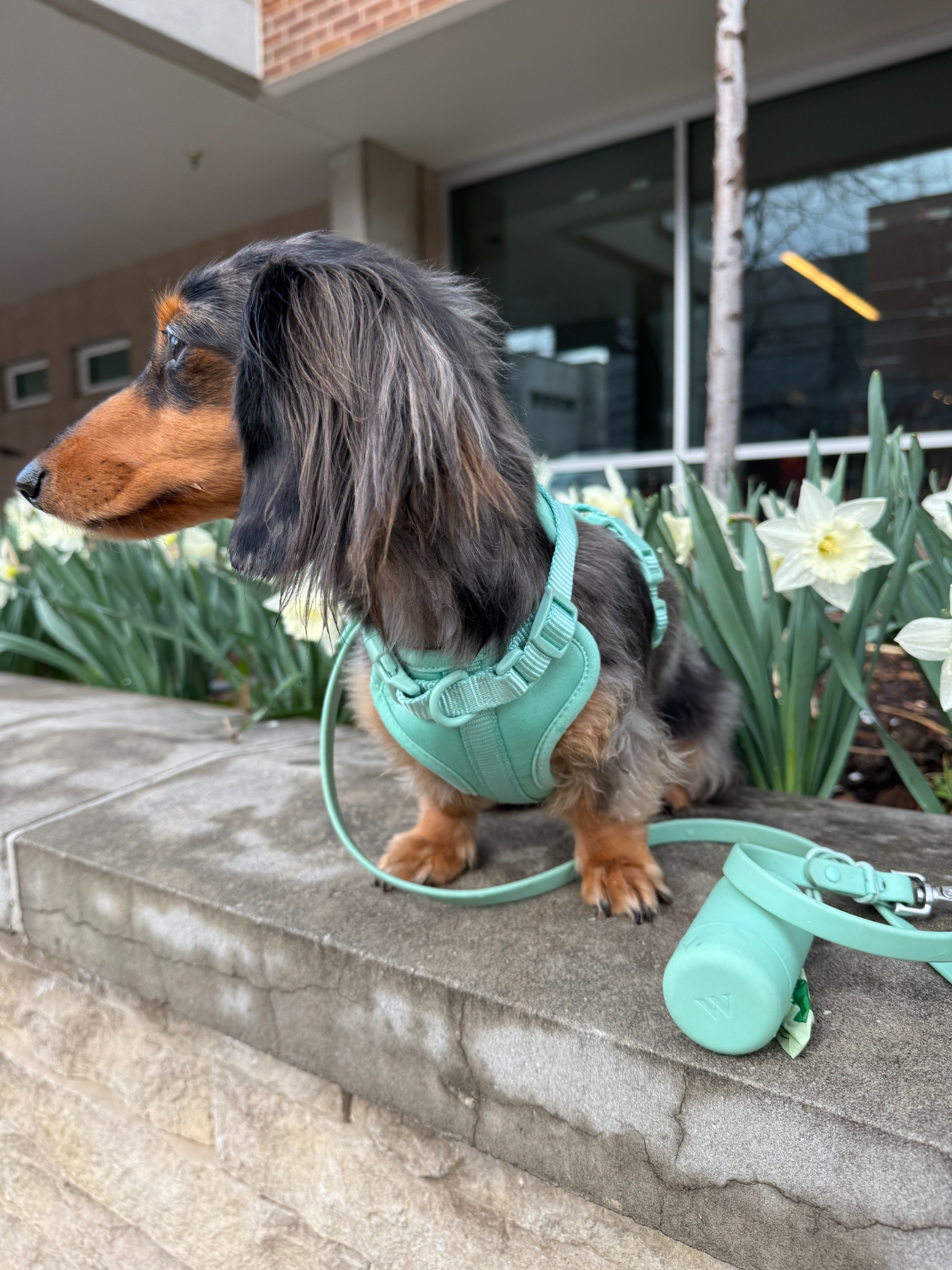 Puppy Parents Facebook ad