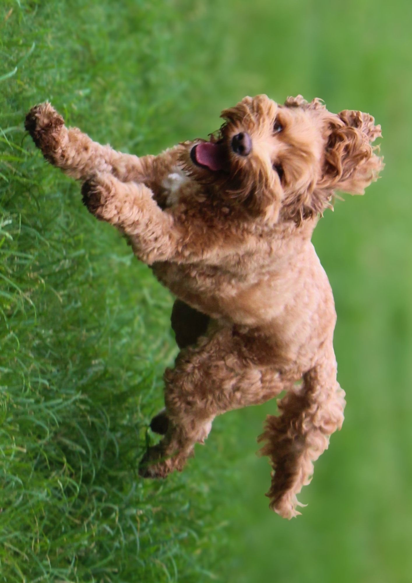 Sydney Dog and Cat Boarding Facebook ad: Going away is hard enough without worrying if…