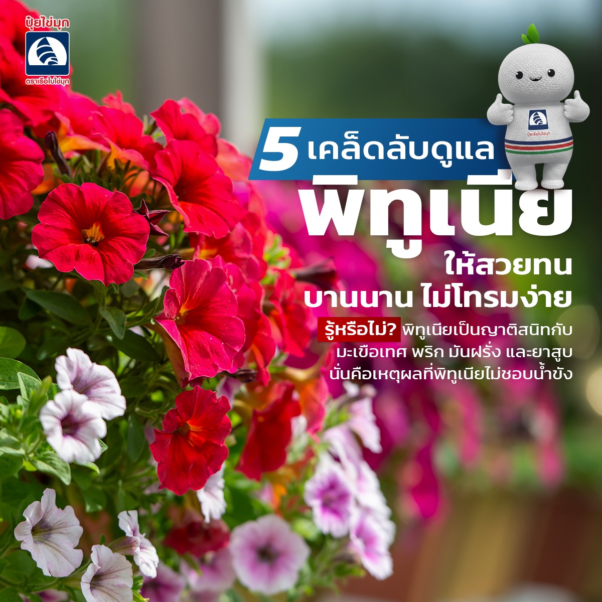 ปุ๋ยไข่มุก เกษตรพันล้าน Facebook ad: ถ้าพูดถึงไม้ดอกที่สีสวยจัดจ้านและให้ดอกเยอะสะใจที่สุด…
