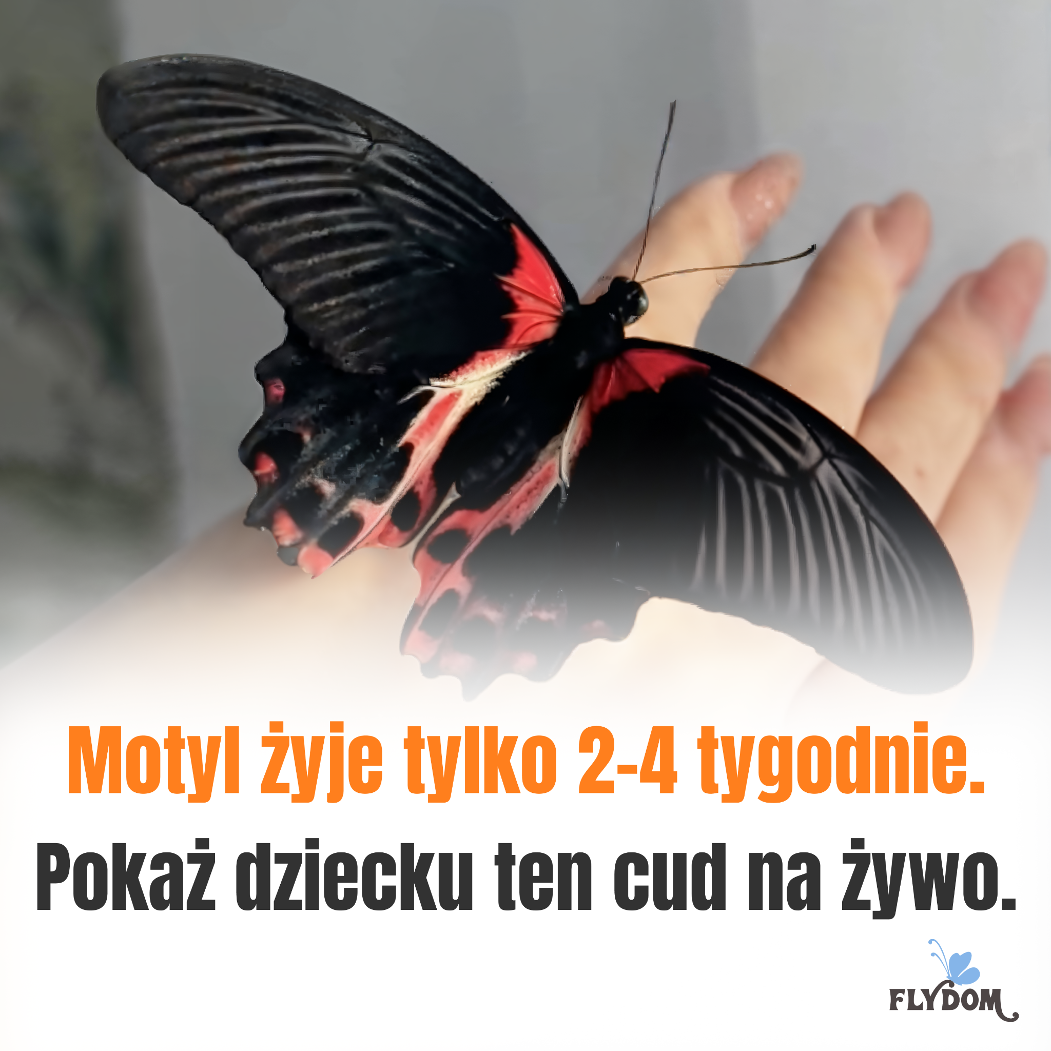 FlyDom - Domowa Farma Motyli Facebook ad: Domowa Farma Motyli, prezent, który zapiera dech