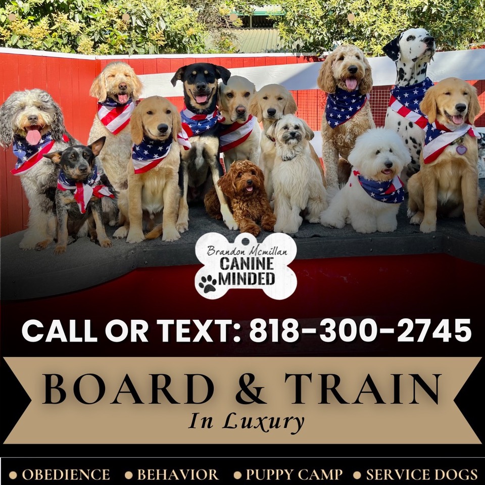 Brandon McMillan Facebook ad: World Renowned Dog Trainer & Behaviorist