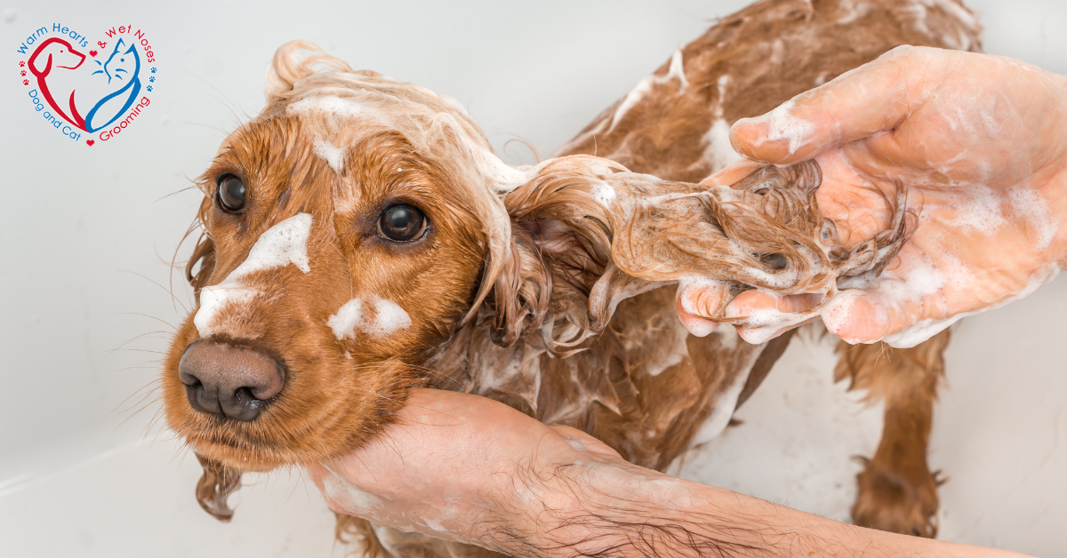 Warm Hearts & Wet Noses Pet Grooming Facebook ad: From washing to haircuts, our team carefully and…
