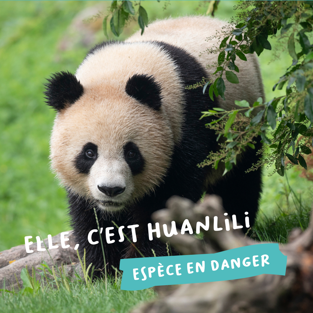 Beauval Nature Facebook ad: Parrainer un animal