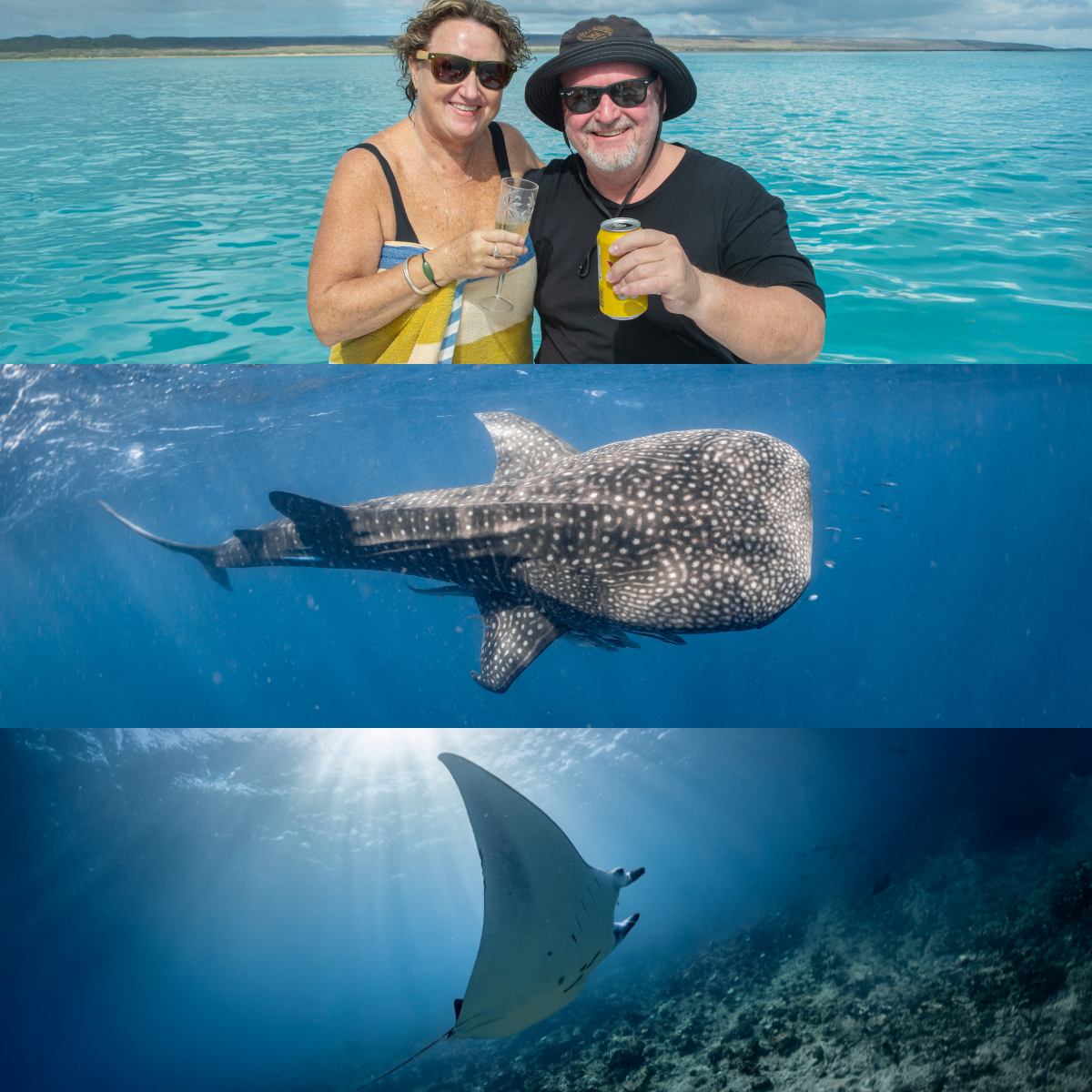 Ningaloo Whaleshark Swim Facebook ad: Your Moment with the Gentle Giants. Pre-Book Today