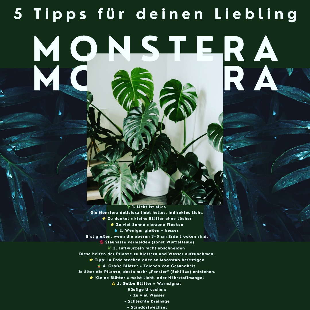 backyard_oasis.af Facebook ad: Deine Monstera wächst nicht richtig?